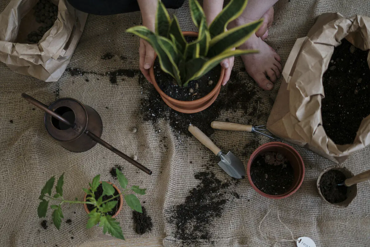 Ce se poate planta în martie și cum te ajută compostul pentru grădină